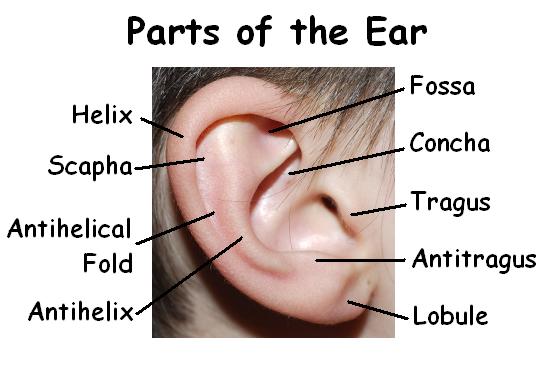 Parts of the ear